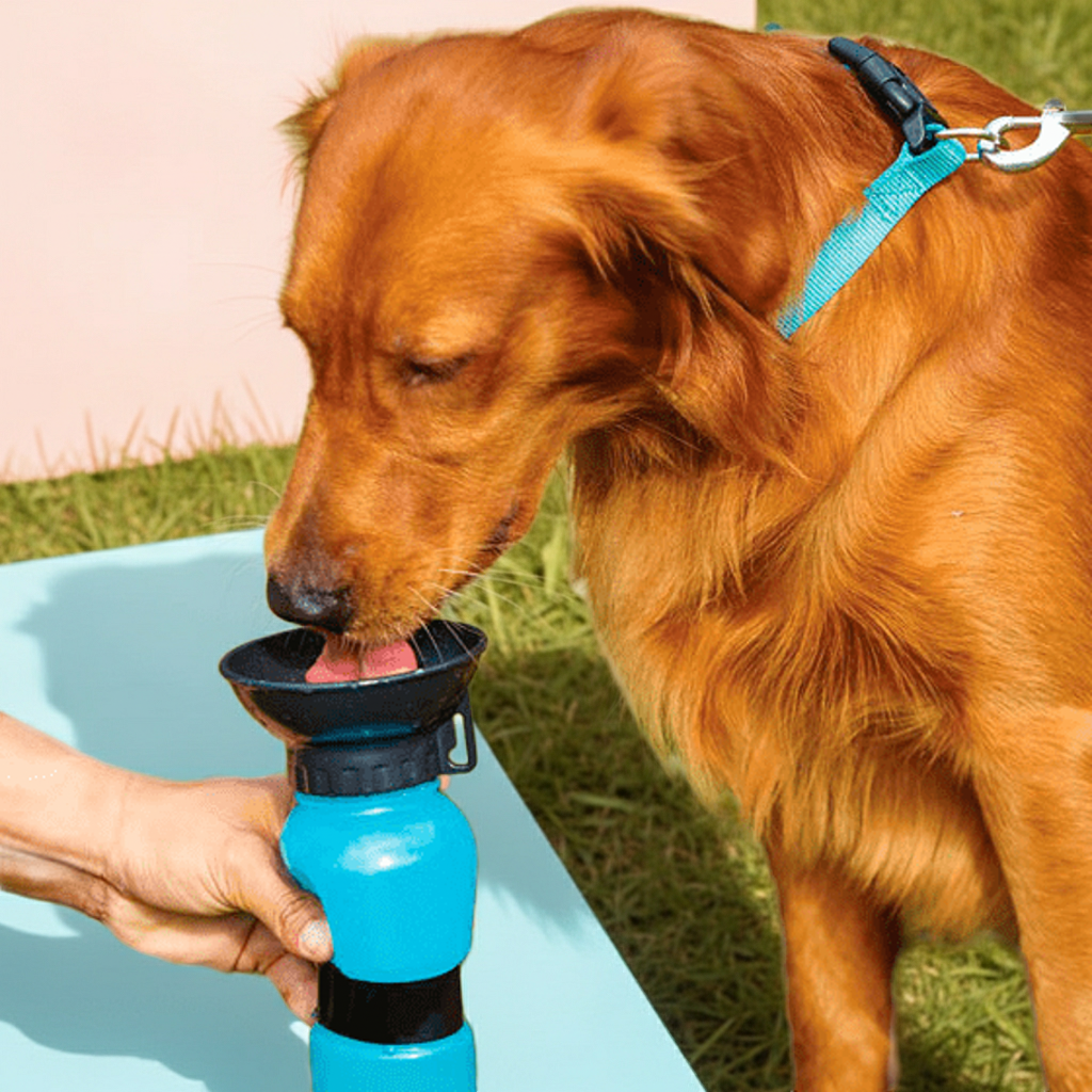 Aqua Dog Water Bottle